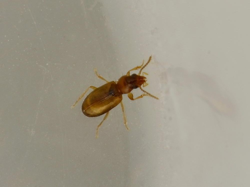 Paratachys micros (cf.)